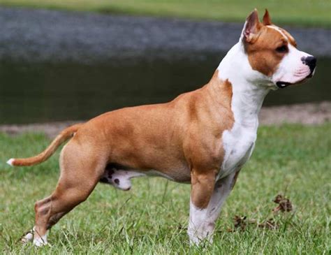 American staffordshire terrier | Terrier dog breeds, American pitbull terrier, Pitbull dog breed