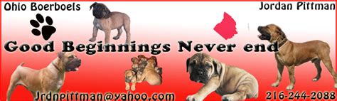 South African Boerboel Rescue | African Mastiff Rescue| Boerboel ...