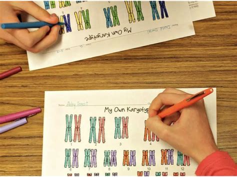 Karyotyping: Definition, Steps, Procedure and Applications – Genetic ...