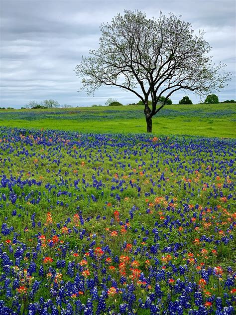 Bluebonnet field | WILSON | Flickr