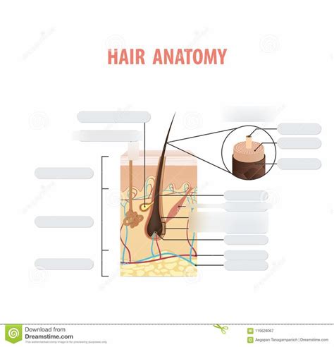 Hair Anatomy Diagram Diagram | Quizlet