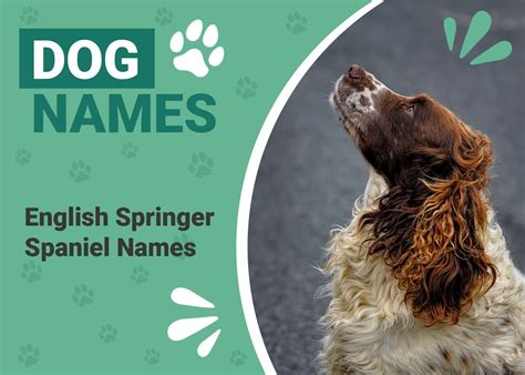 215 Popular and Unique English Springer Spaniel Names | Pet Keen