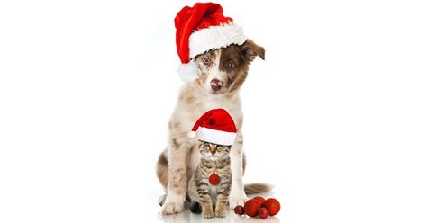 Top 4 Favourite Christmas Pet Gifts | Christmas gifts for pets ...