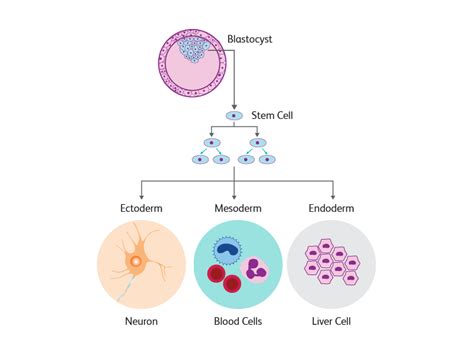 Stem Cell Research | Stem Cell Therapy