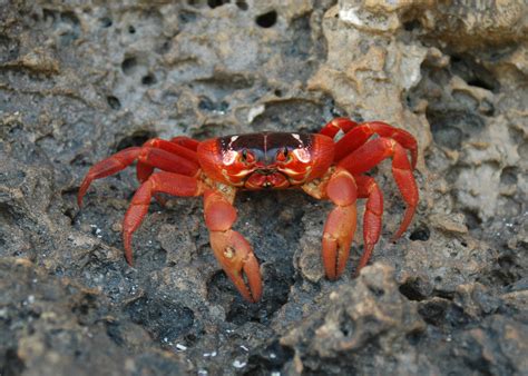 Christmas Island Red Crab Facts - Flipboard