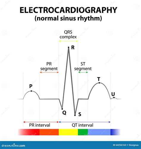 ECG Of A Heart In Normal Sinus Rhythm Stock Illustration - Image: 64256163