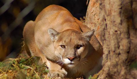 Colorado Park Closed After Reports of Aggressive Mountain Lion Behavior | OutdoorHub