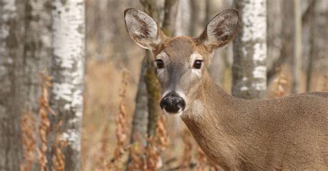 Zombie deer reported across North America as contagious disease ...