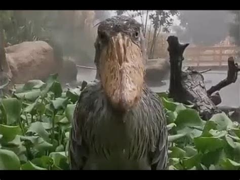 ShoeBill Stork (meme) In Rain - YouTube