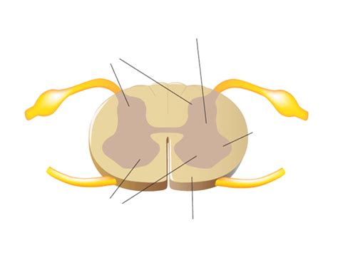 Spinal Cord Diagram | Quizlet