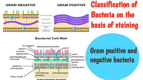 Gram+ve, Gram-Ve and acid fast bacteria (Classification on the basis of staining) - YouTube