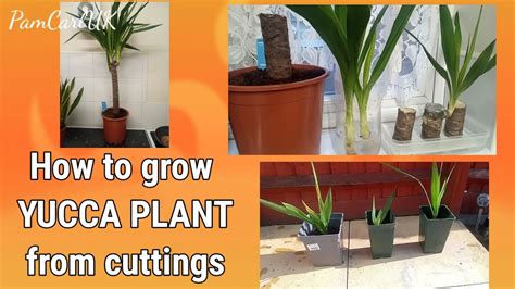 HOW TO GROW A Yucca Plant from cuttings | Water Propagation - YouTube