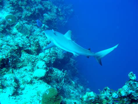 Reef Shark