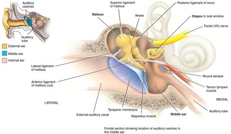 Cholesteatoma ear causes, symptoms, diagnosis & cholesteatoma treatment