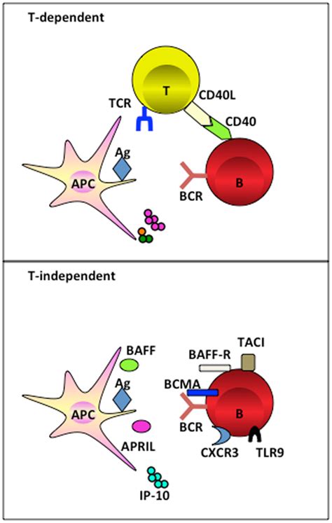 Antigen Presenting Cells