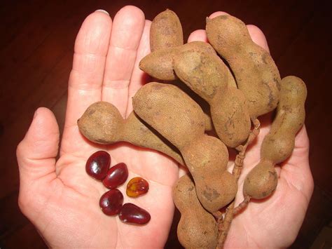 Polynesian Produce Stand : 3 LIVE Tropical Sweet Manila TAMARIND 3 ...