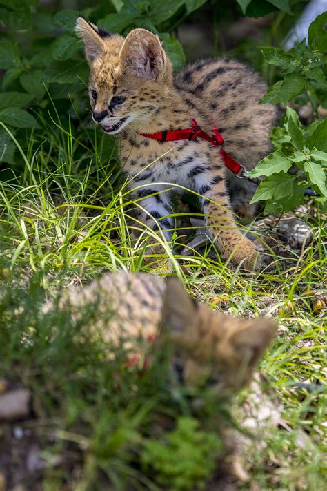 African Serval Kittens Debut in New Presentation This Summer at Naples Zoo