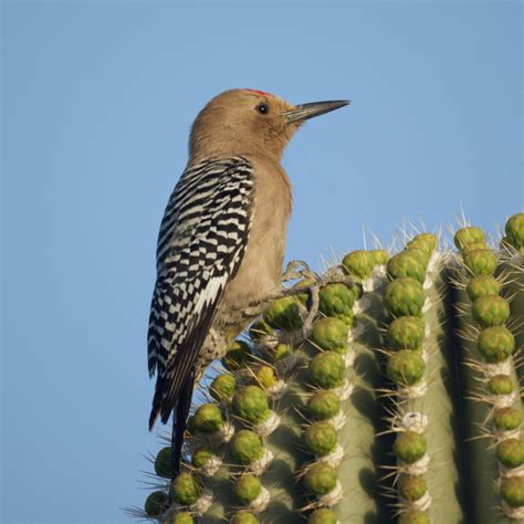 Desert Birds - Cactus Garden: The Sonoran Desert with Child-Friendly Facts