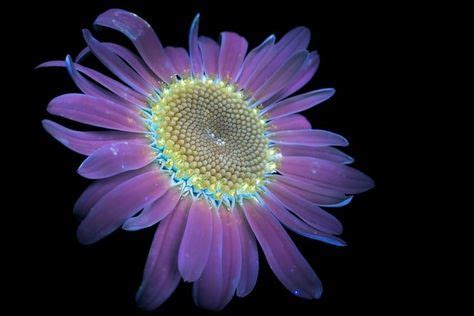 Ultraviolet Photography Reveals the Unexpected Fluorescence of Flowers ...