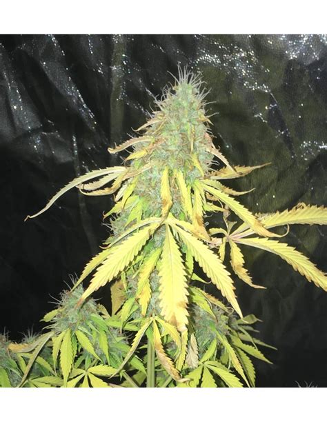 Buy Jack Herer Auto - Cannabis Seeds