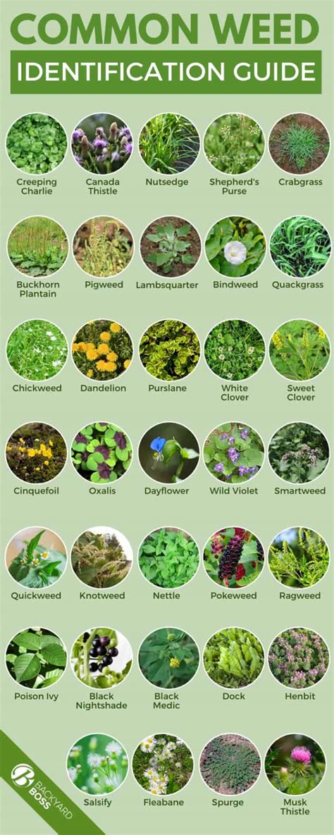 Types of Weeds: A Guide to Common Garden Weed Species - Backyard Boss