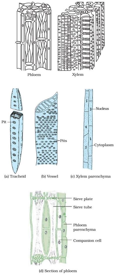 Plant Tissue - Meristematic - Simple, Complex Permanent Tissue