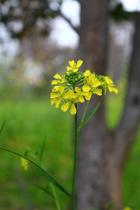 Mustard Plant Nature - Free photo on Pixabay - Pixabay