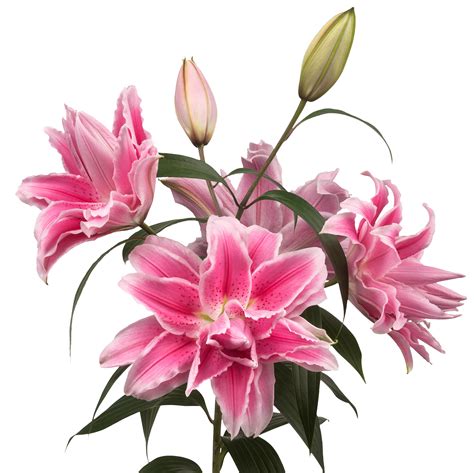 Bright Pink Oriental Lily Bulbs For Sale | Roselily Isabella® – Easy To Grow Bulbs