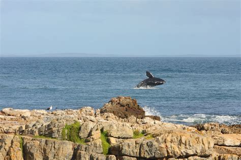 Southern right whale breaching | Southern right whale breach… | Flickr