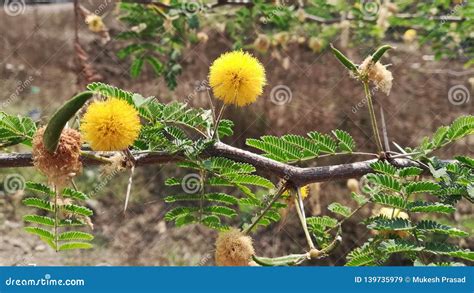 Vachellia Nilotica Plant Leaves Royalty-Free Stock Photography | CartoonDealer.com #112495409