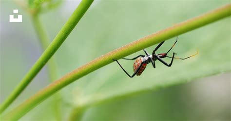 Black and brown assassin bug larvae on green plant photo – Free Insect ...