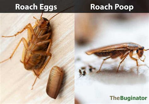 Roach Poop Guide: Pictures, Identify, Compared, 6 Things to Know » The Buginator