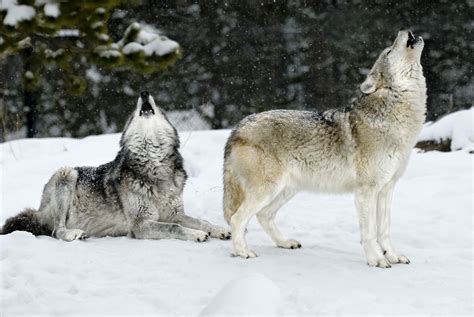 This Colorado Park Lets You Cuddle with Some Massive Wolves ...