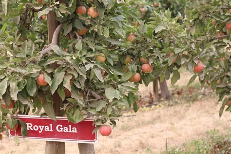 Gala apples 🍎 🌟 Discover the crunch and sweetness of this popular variety