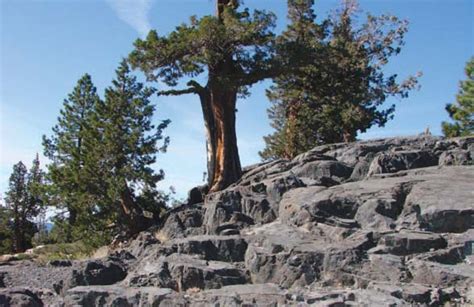 Natural Environment | Ebbetts Pass Scenic Byway