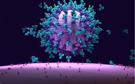 Purifying Polyclonal Antibodies For Research Applications - Biid.org