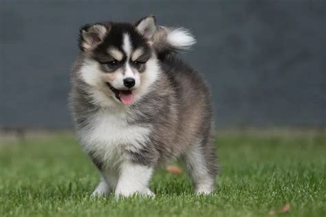 Do Pomsky Shed? Unveiling the Truth About Their Fur - Pomsky Guide