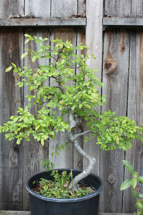 Chinese Elm Bonsai | kuromatsubonsai.com