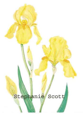 "Yellow Bearded Iris" Botanical Print by Stephanie Scott