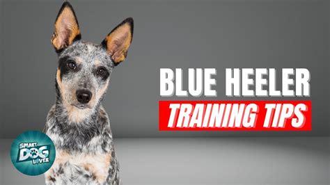 How to Train Your Blue Heeler | Best Blue Heeler Puppy Training Tips ...