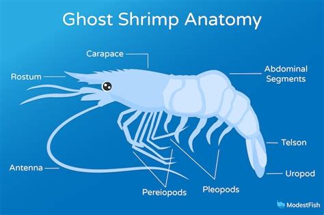 Ghost Shrimp Care: Expert Guide For Beginners