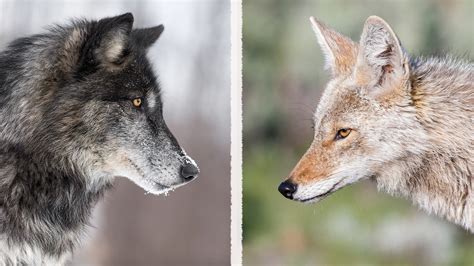Wolf vs Coyote | Field & Stream