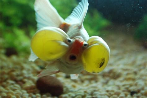 Bubble-eye goldfish blubbin' | Freshwater aquarium fish, Aquarium fish ...