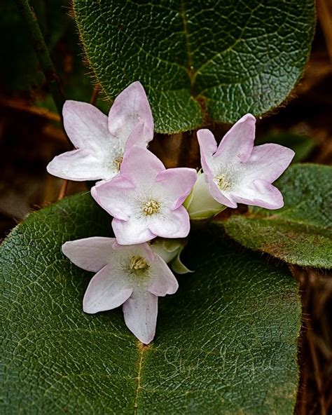 04.02.2019 Massachusetts’ state flower- Mayflower | May flowers ...