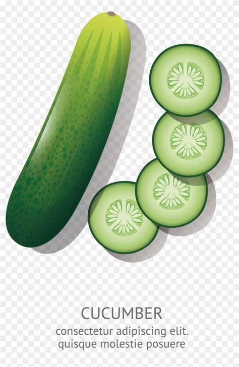 Aggregate more than 76 sketch of cucumber latest - seven.edu.vn