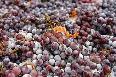 List of Red & White Wine Grape Varieties Around the World