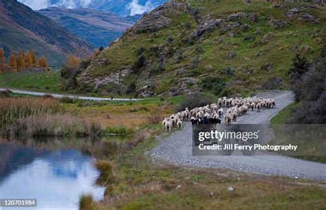 50 Sheep Droving Stock Photos, High-Res Pictures, and Images - Getty Images