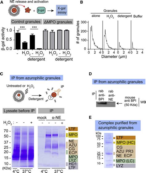 Azurophilic Granules Contain the Azurosome Complex (A) b-galactosidase... | Download Scientific ...