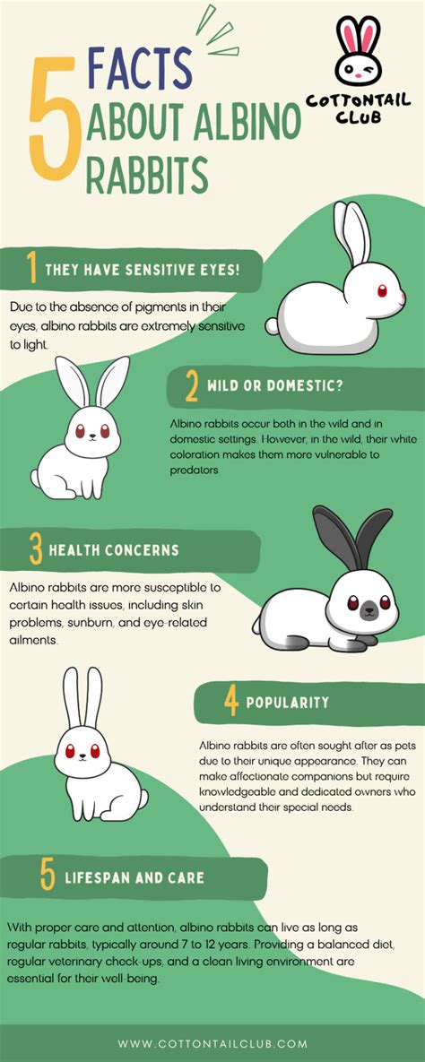 Everything you need to know about Albino Rabbits | Cottontail Club