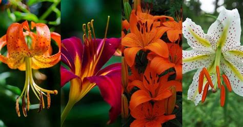 30 Different Types Of Lilies (With Pictures) & How to Grow Them